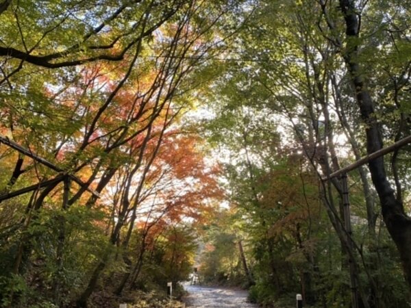 紅葉のお知らせ2024/11/30の画像